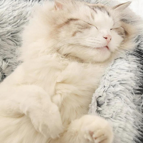 Kuschlig warmes Katzenbett